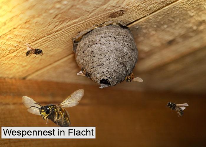Wespennest in Flacht